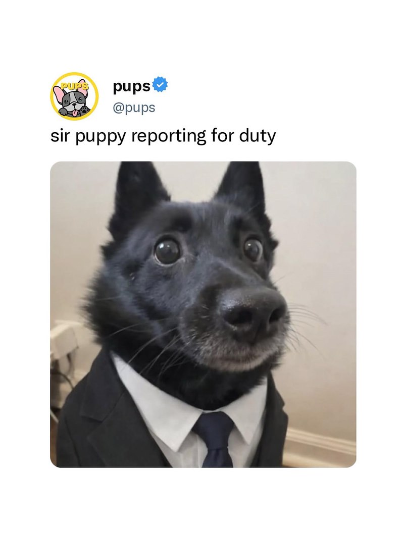 pups @pups sir puppy reporting for duty