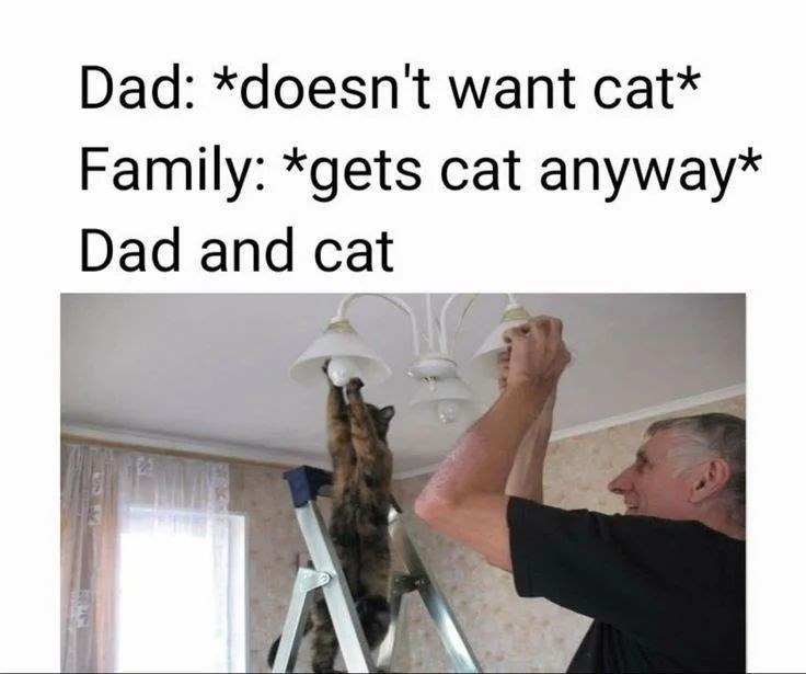Dad: *doesn't want cat* Family: *gets cat anyway* Dad and cat