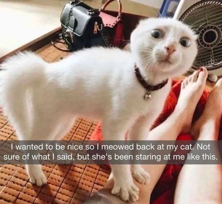 I wanted to be nice so I meowed back at my cat. Not sure of what I said, but she's been staring at me like this.