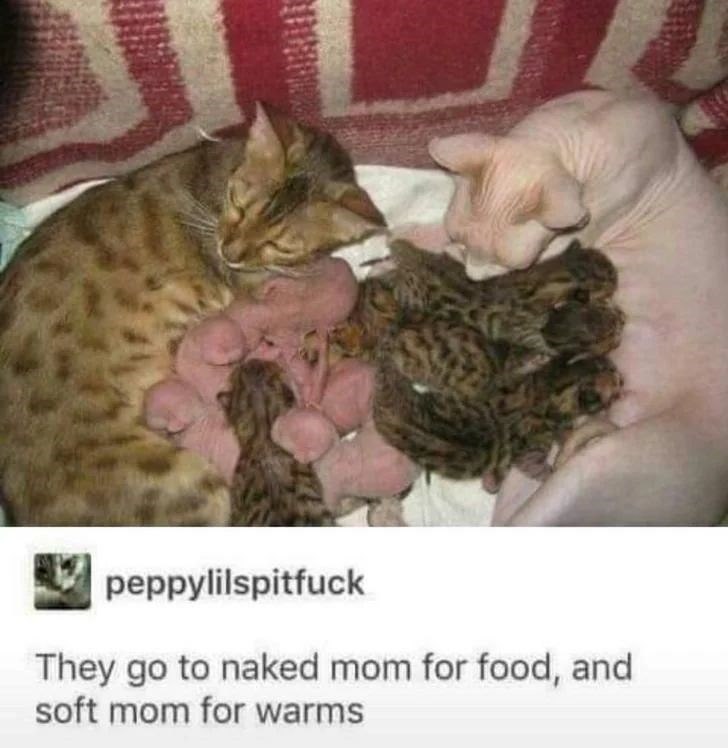 peppylilspitfuck They go to naked mom for food, and soft mom for warms