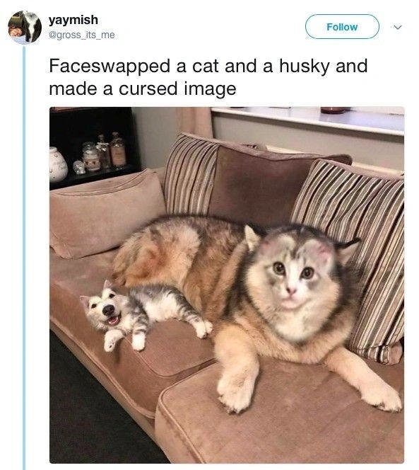 yaymish @gross_its_me Follow Faceswapped a cat and a husky and made a cursed image