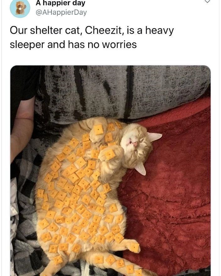 A happier day @AHappierDay Our shelter cat, Cheezit, is a heavy sleeper and has no worries