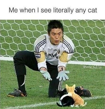 Me when I see literally any cat KA esome bullish