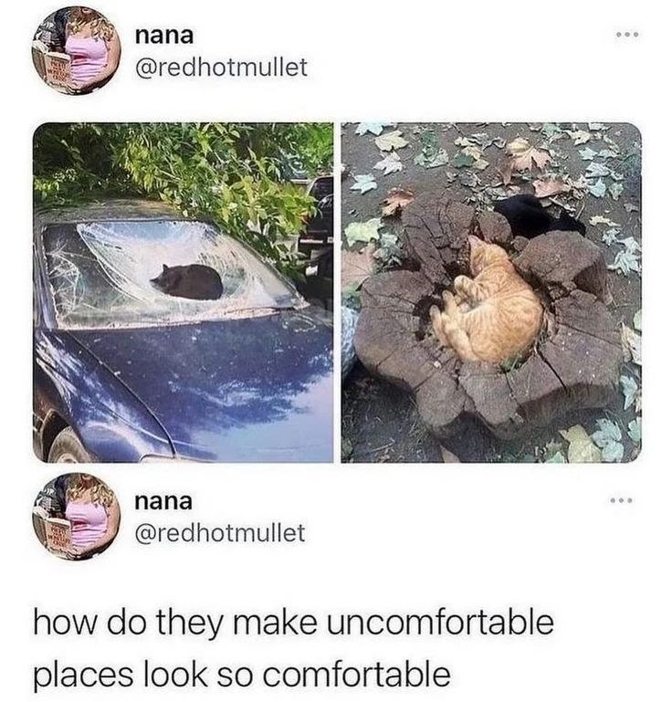 nana @redhotmullet nana @redhotmullet how do they make uncomfortable places look so comfortable