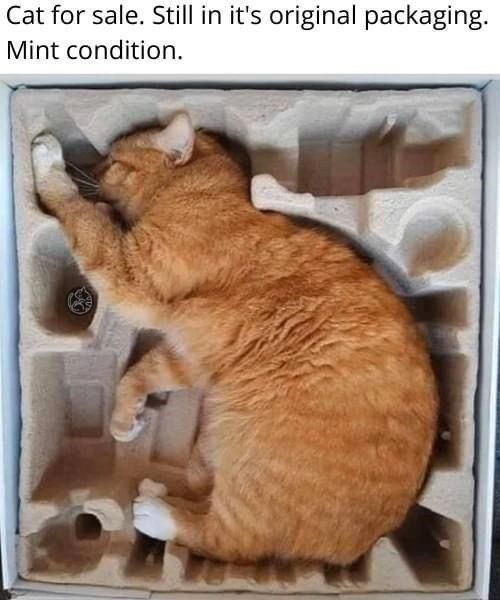 Cat for sale. Still in it's original packaging. Mint condition.