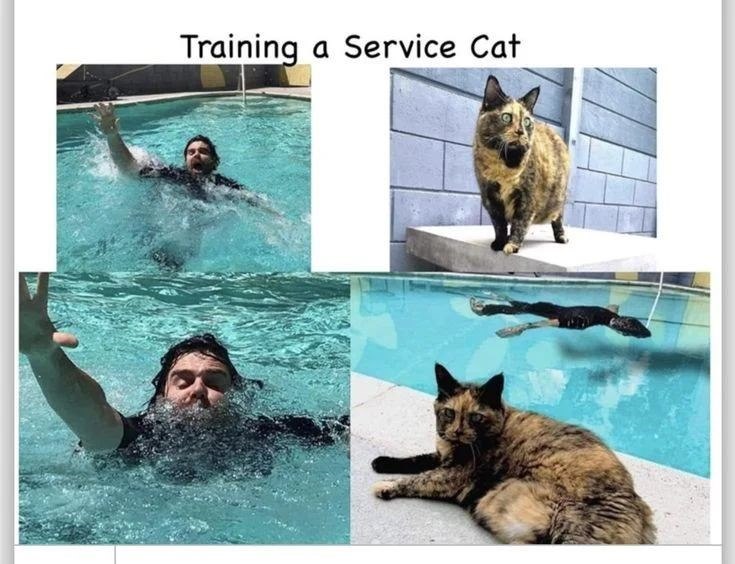 Training a Service Cat