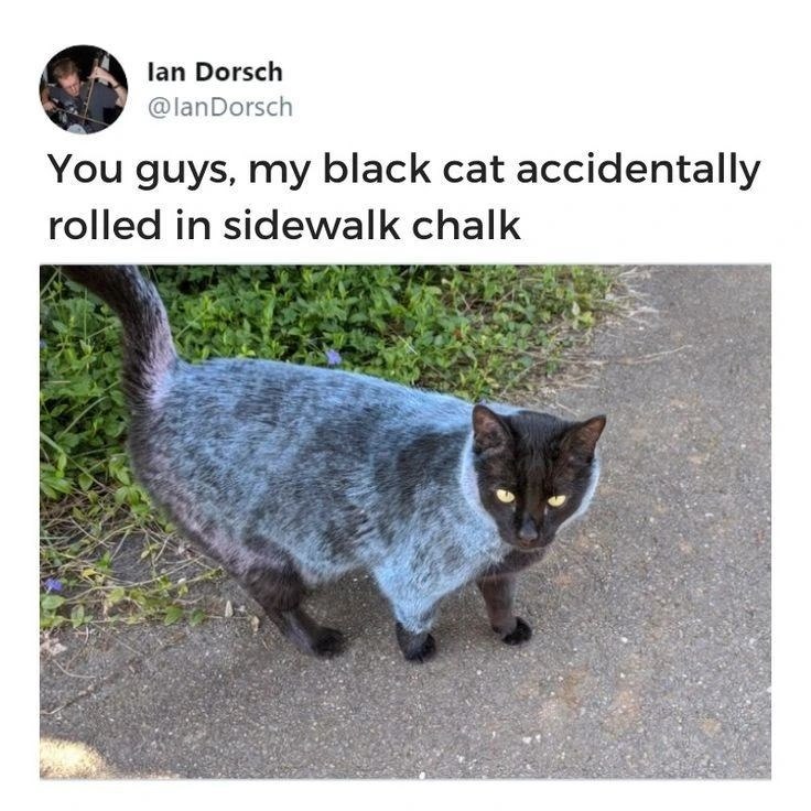 lan Dorsch @lanDorsch You guys, my black cat accidentally rolled in sidewalk chalk