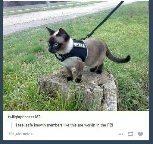 FBI twilightprincess182: i feel safe knowin members like this are workin in the FBI 701,481 notes