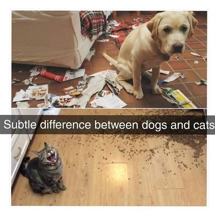 P last Subtle difference between dogs and cats
