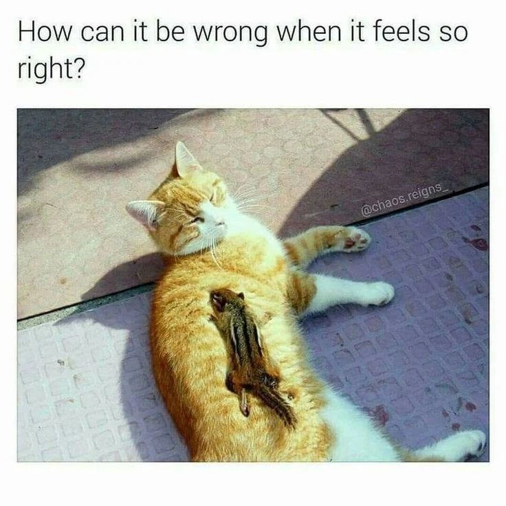 How can it be wrong when it feels so right? @chaos.reigns