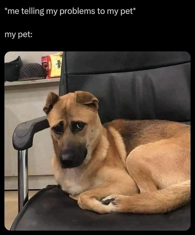 *me telling my problems to my pet* my pet: