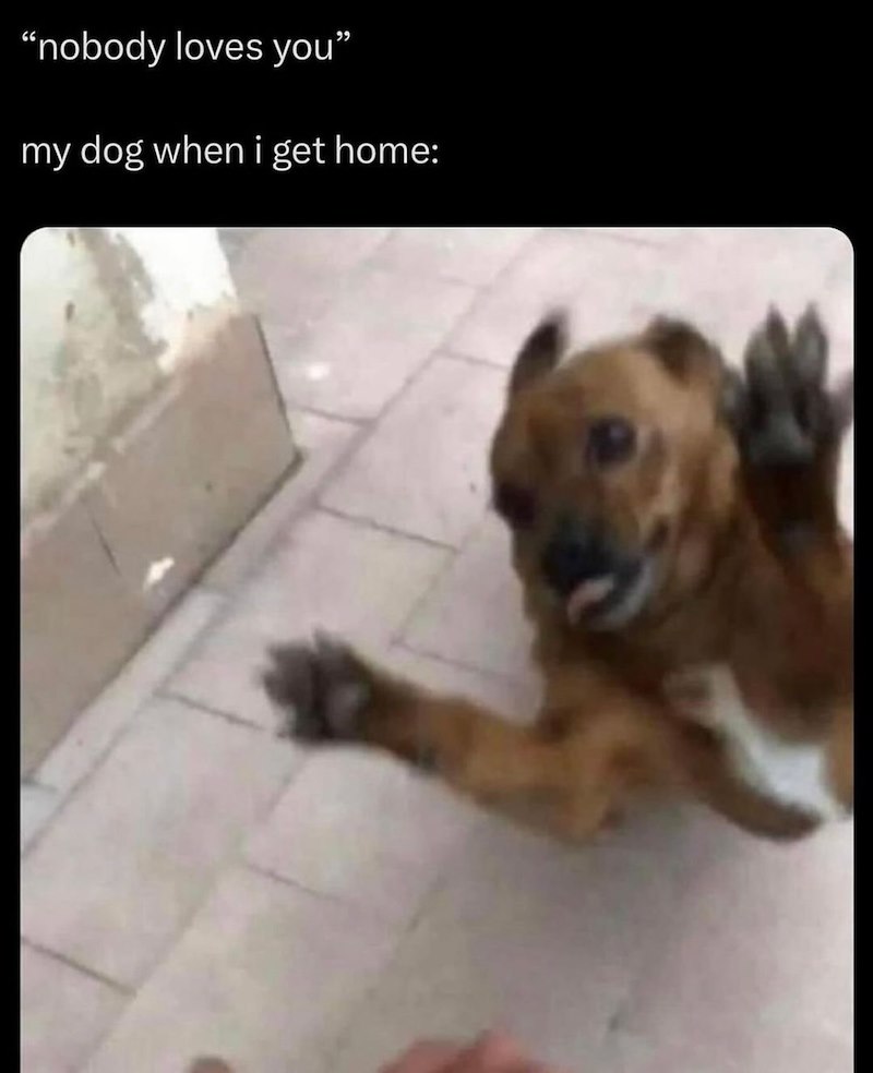 "nobody loves you" my dog when i get home: