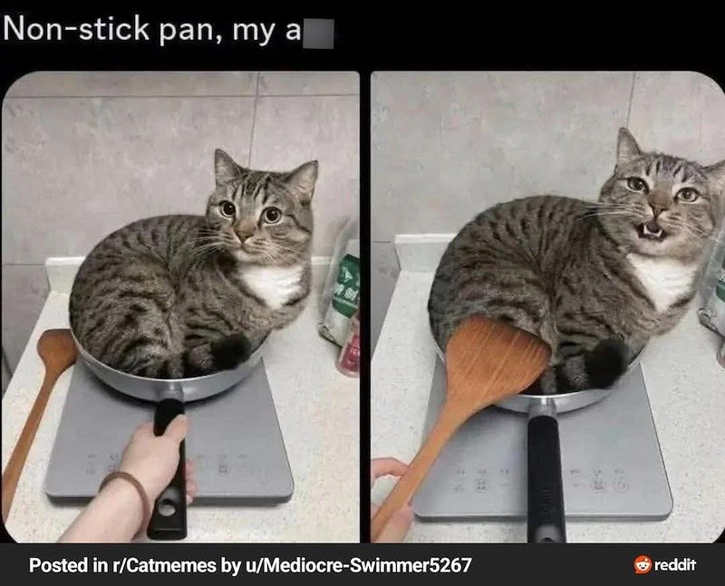 Non-stick pan, my a Posted in r/Catmemes by u/Mediocre-Swimmer5267 reddit