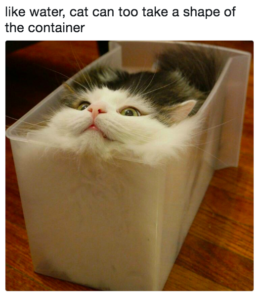 like water, cat can too take a shape of the container
