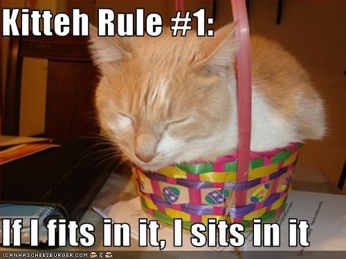 Kitteh Rule #1: If I fits in it, I sits in it ICANHASCHEEZBURGER.COM