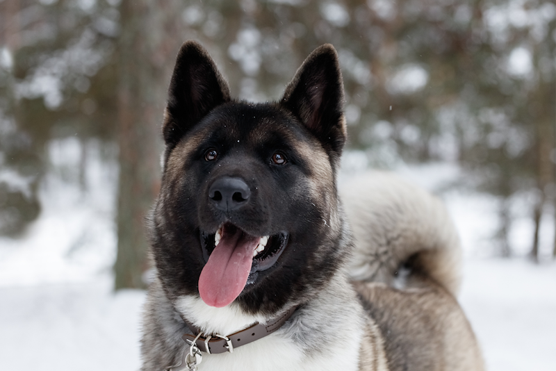 American Akita dog close-up, snowy background.