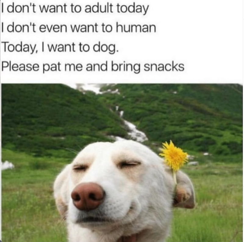 I don't want to adult today I don't even want to human Today, I want to dog. Please pat me and bring snacks