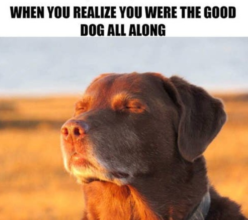 WHEN YOU REALIZE YOU WERE THE GOOD DOG ALL ALONG
