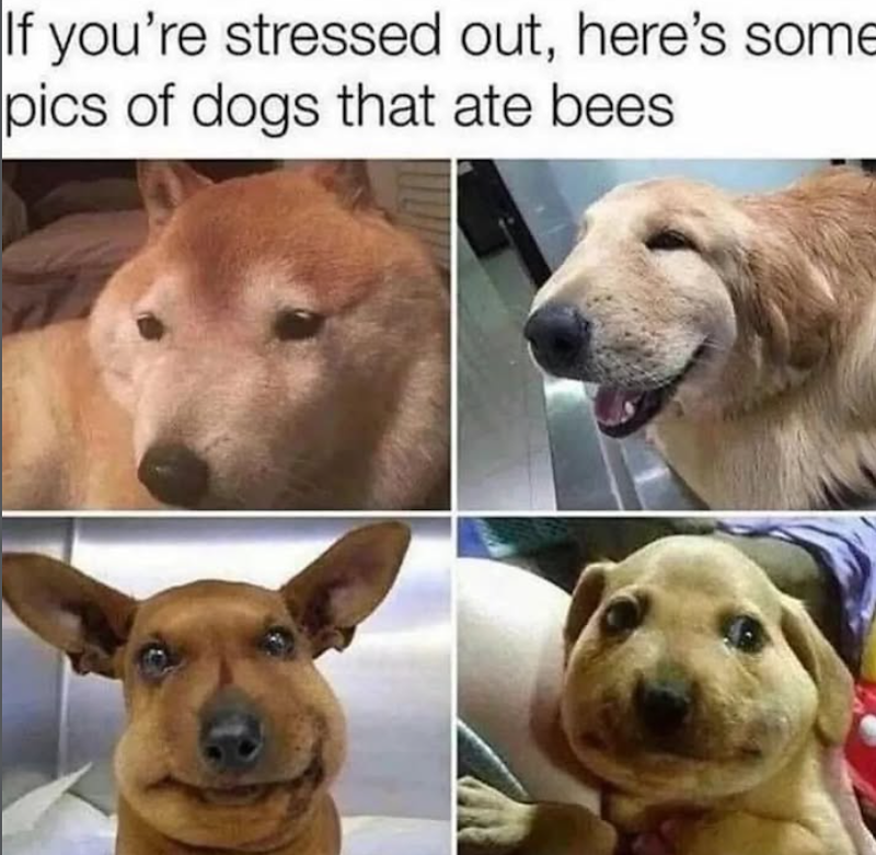 If you're stressed out, here's some pics of dogs that ate bees.