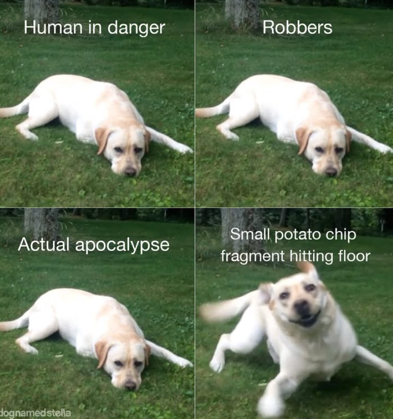 Human in danger Robbers Actual apocalypse Small potato chip fragment hitting floor dognamedstella