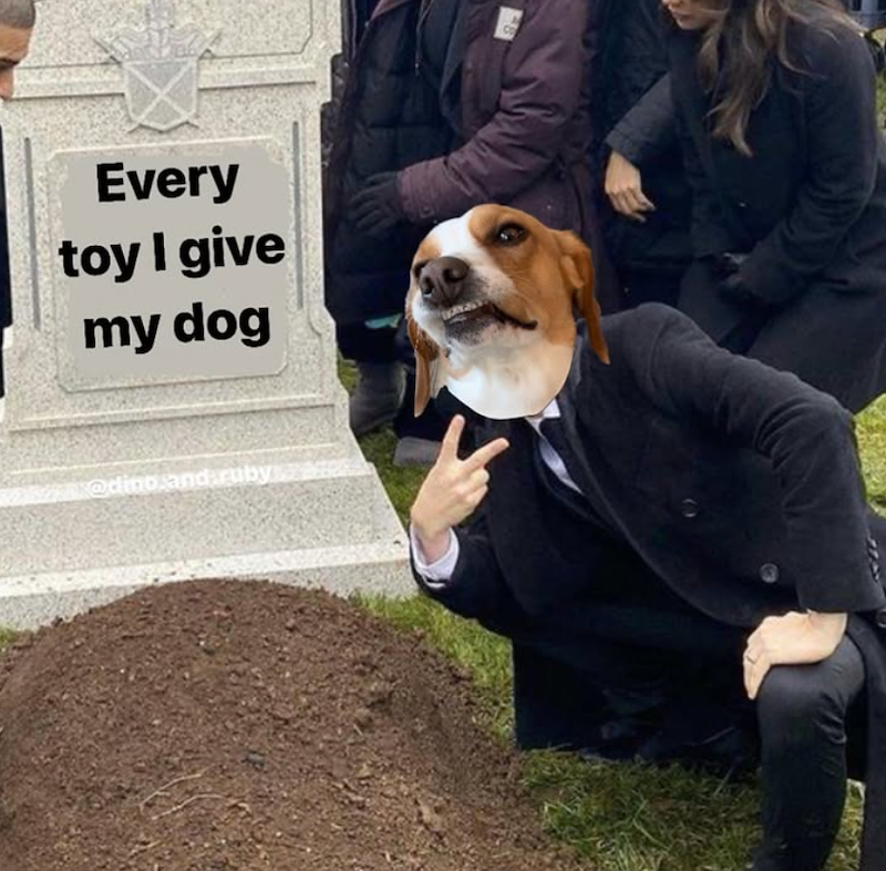Every toy I give my dog @dino.and.ruby
