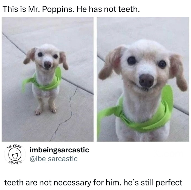 This is Mr. Poppins. He has not teeth. I'M BEING SARCASTIC imbeingsarcastic @ibe_sarcastic teeth are not necessary for him. he's still perfect