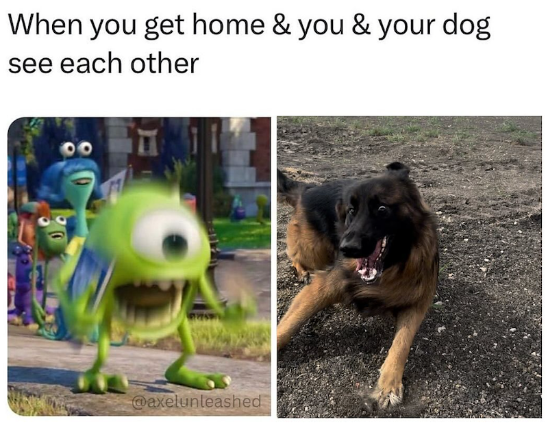 When you get home & you & your dog see each other @axelunleashed