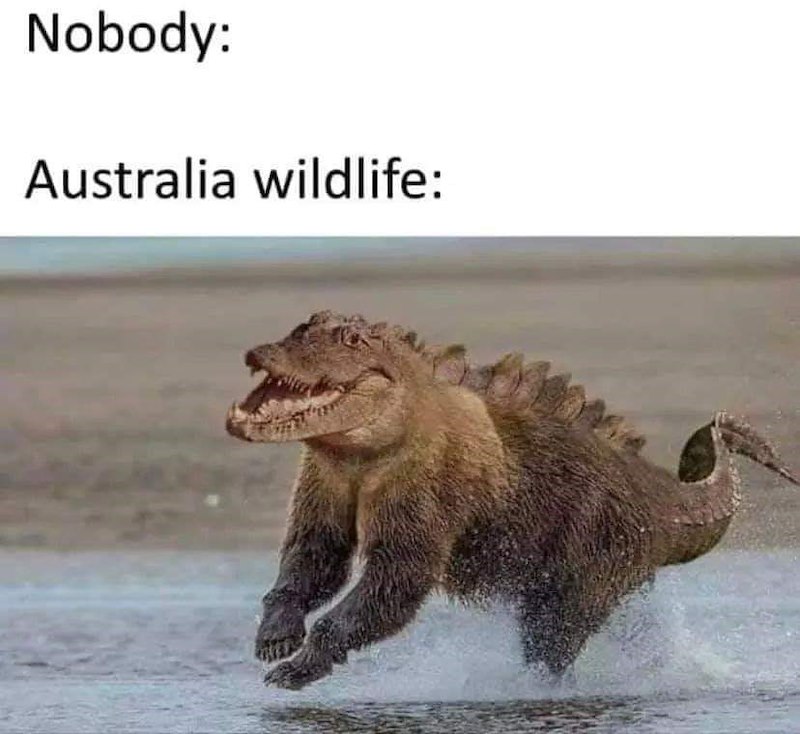 Nobody: Australia wildlife:
