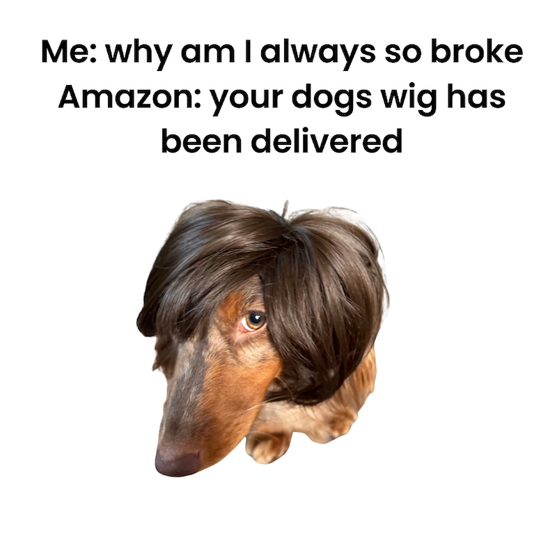 Me: why am I always so broke Amazon: your dogs wig has been delivered