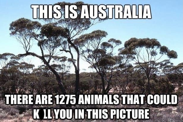 THIS IS AUSTRALIA THERE ARE 1275 ANIMALS THAT COULD K LL YOU IN THIS PICTURE