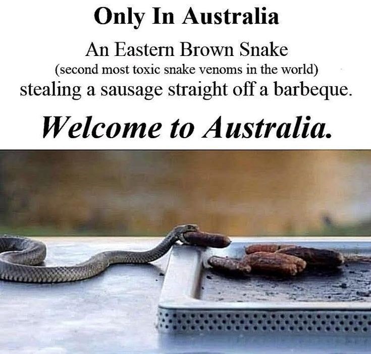 Only In Australia An Eastern Brown Snake (second most toxic snake venoms in the world) stealing a sausage straight off a barbeque. Welcome to Australia.