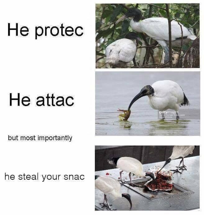 He protec He attac gettyimages but most importantly he steal your snac