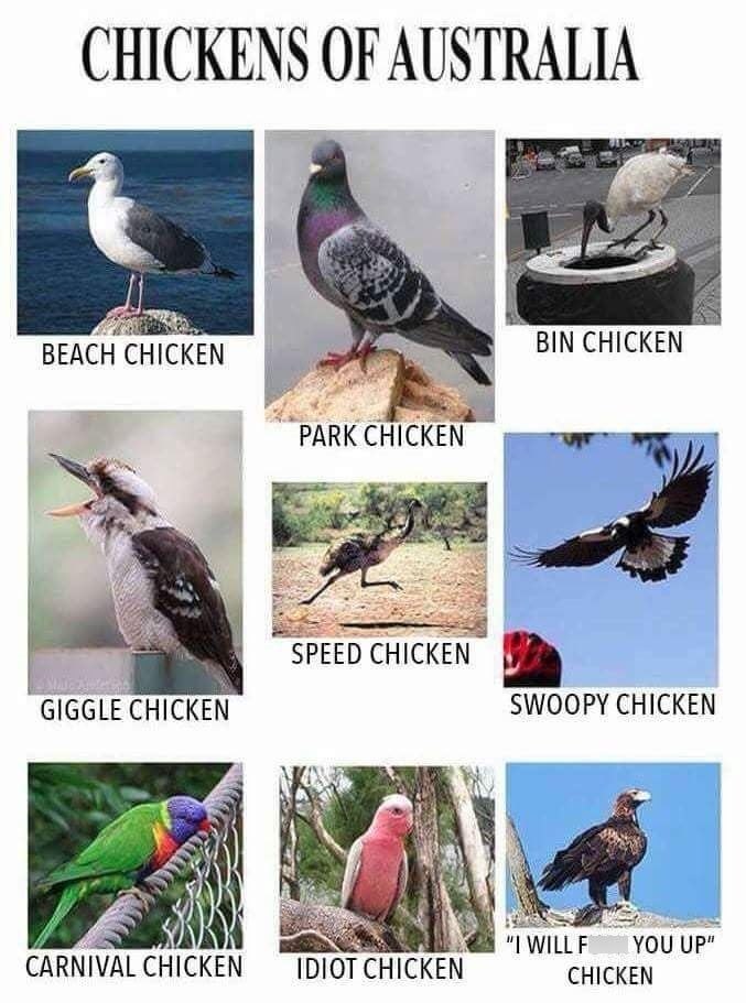 CHICKENS OF AUSTRALIA BEACH CHICKEN PARK CHICKEN BIN CHICKEN SPEED CHICKEN GIGGLE CHICKEN SWOOPY CHICKEN "I WILL F YOU UP" CARNIVAL CHICKEN IDIOT CHICKEN CHICKEN