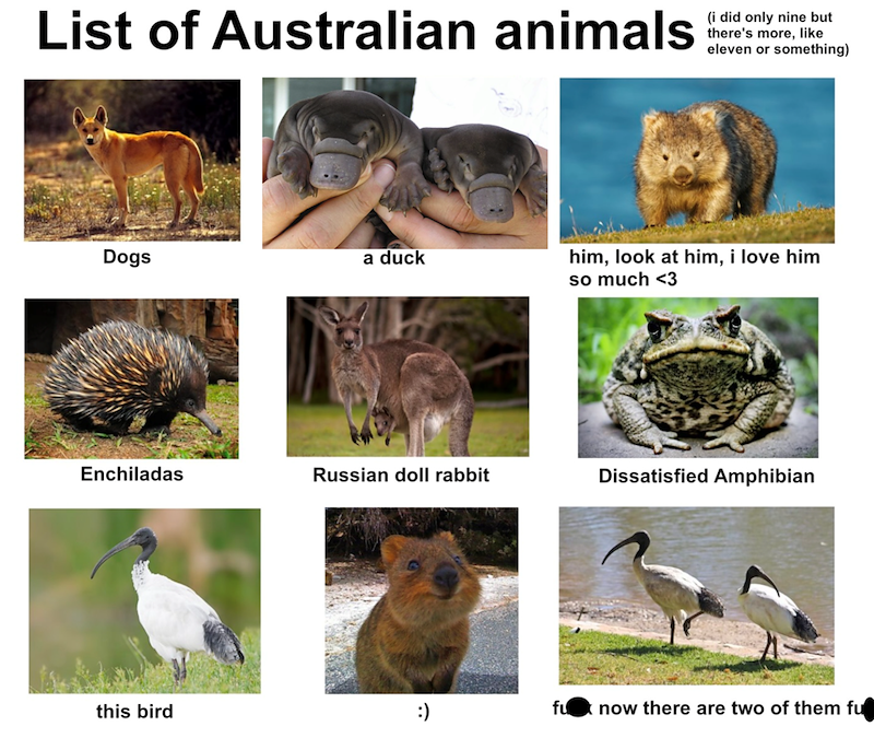 List of Australian animals (i did only nine but there's more, like eleven or something) Dogs a duck him, look at him, i love him so much <3 Enchiladas Russian doll rabbit Dissatisfied Amphibian this bird :) fu now there are two of them fu