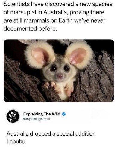 Scientists have discovered a new species of marsupial in Australia, proving there are still mammals on Earth we've never documented before. Explaining The Wild @explainingthewild Australia dropped a special addition Labubu