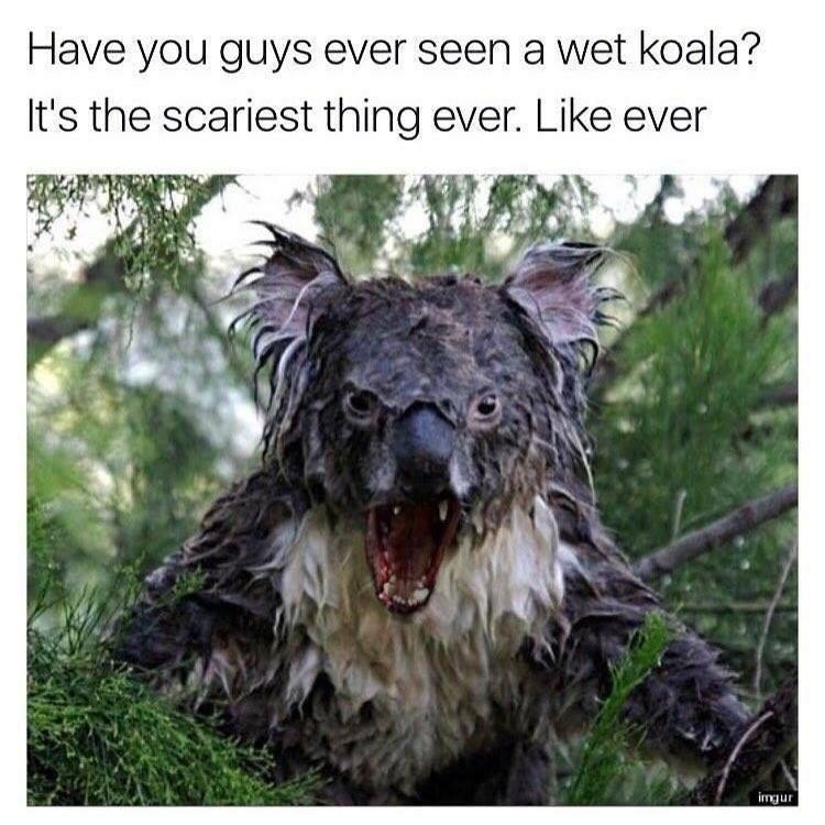 Have you guys ever seen a wet koala? It's the scariest thing ever. Like ever imgur