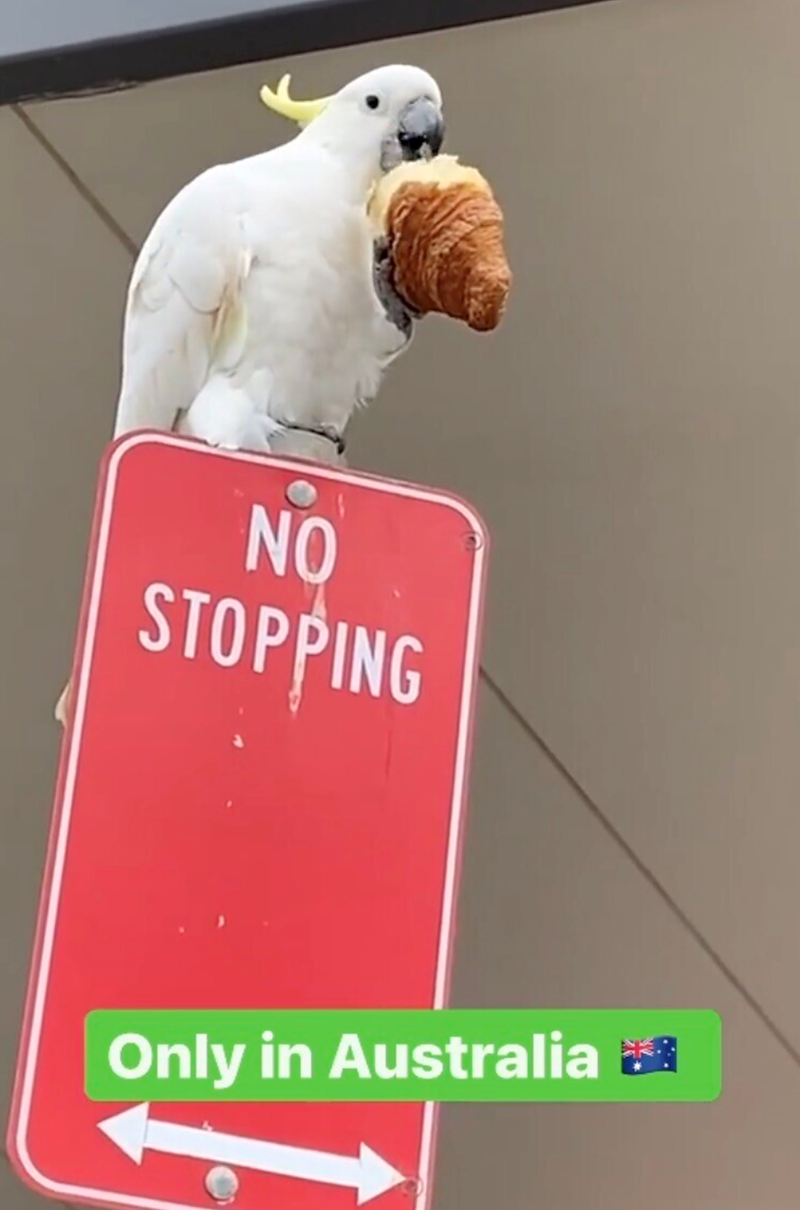 NO STOPPING Only in Australia