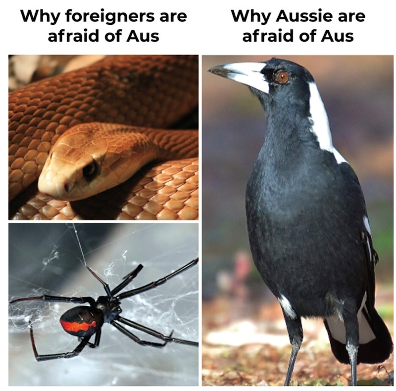 Why foreigners are afraid of Aus Why Aussie are afraid of Aus