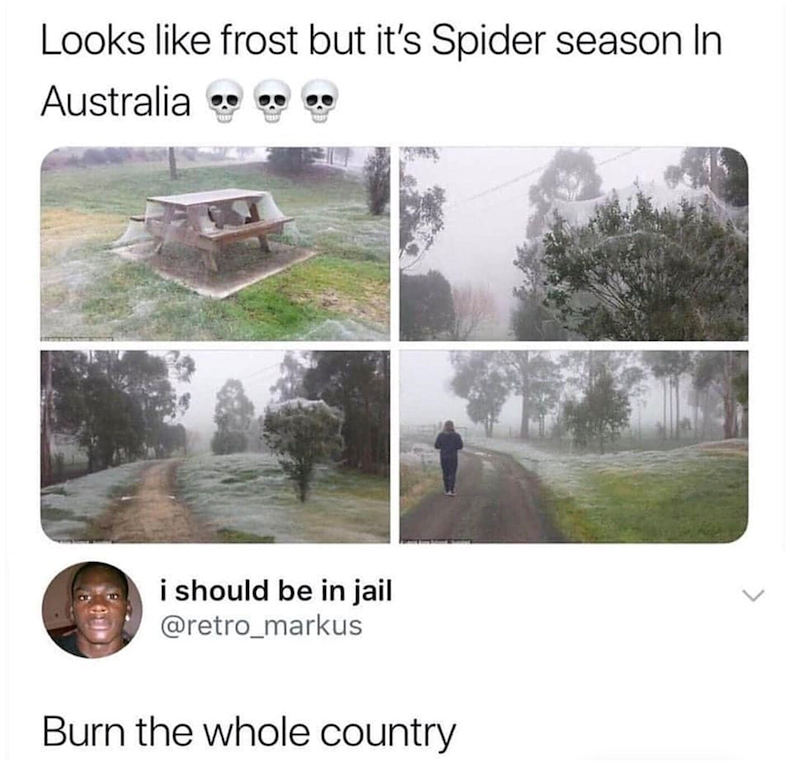 Looks like frost but it's Spider season In Australia i should be in jail @retro_markus Burn the whole country