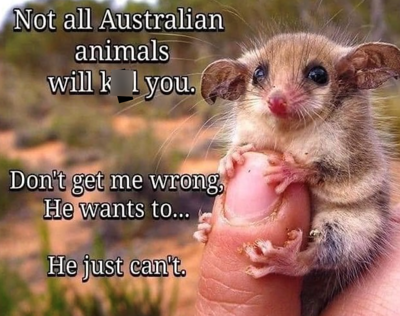 Not all Australian animals will k I you. Don't get me wrong, He wants to... He just can't.