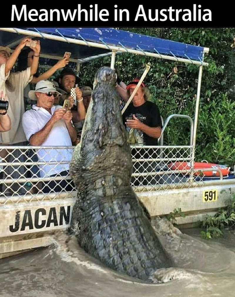 Meanwhile in Australia JACAN 591