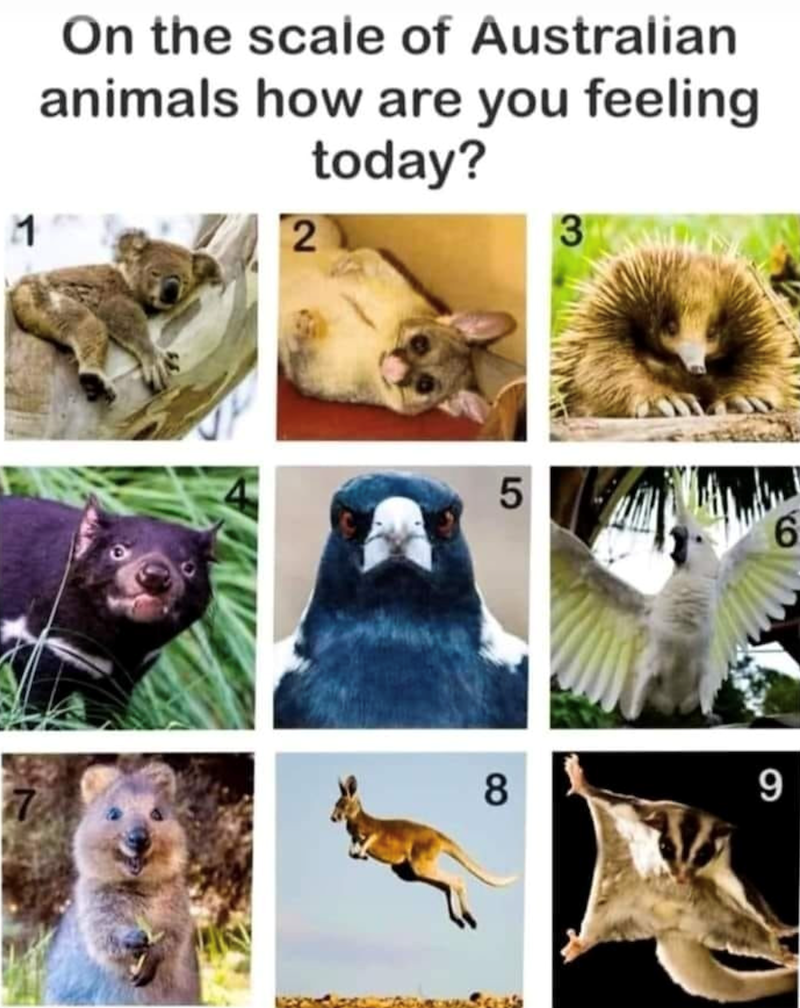 On the scale of Australian animals how are you feeling 2 today? 3 5 8 9 6