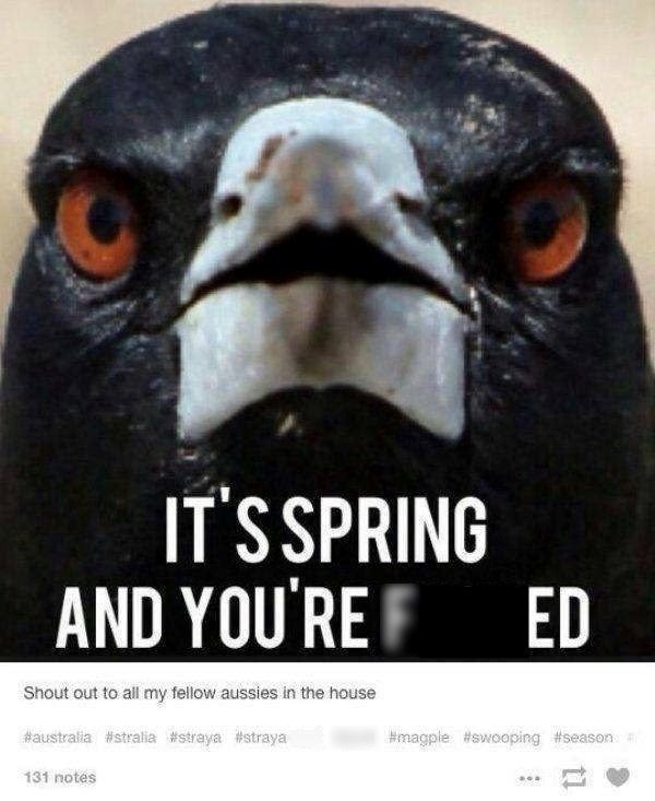 IT'S SPRING AND YOU'RE Shout out to all my fellow aussies in the house #australia #stralia #straya #straya 131 notes ED #magple #swooping #season