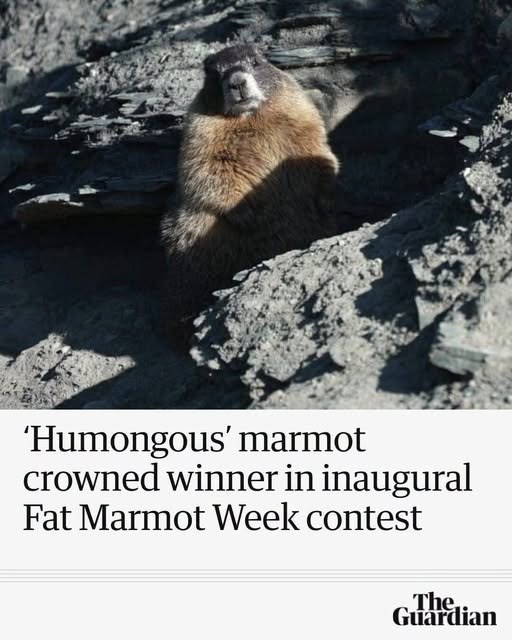 'Humongous' marmot crowned winner in inaugural Fat Marmot Week contest The Guardian