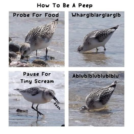 How To Be A Peep Probe For Food Wharglblarglarglb Pause For Tiny Scream Ablublblublublblu aaah