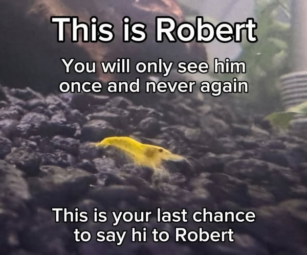 This is Robert You will only see him once and never again This is your last chance to say hi to Robert