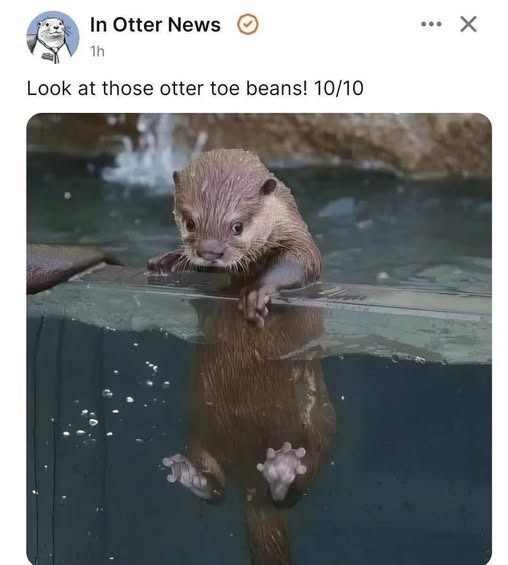 In Otter News 1h Look at those otter toe beans! 10/10