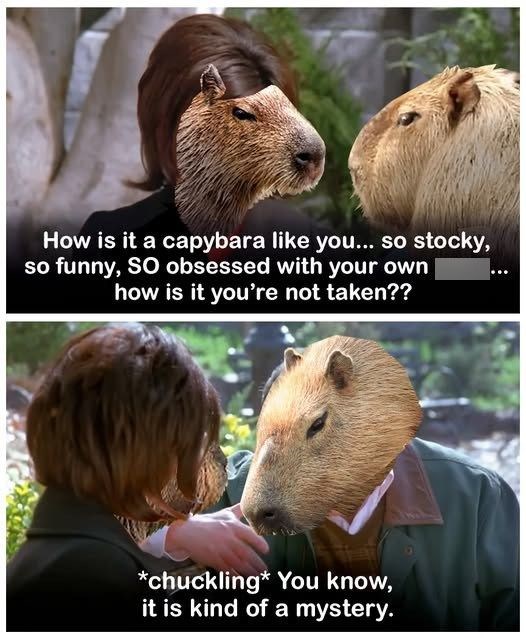 How is it a capybara like you... so stocky, so funny, SO obsessed with your own how is it you're not taken?? *chuckling* You know, it is kind of a mystery.