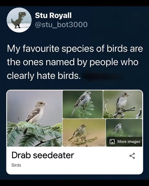 Stu Royall @stu_bot3000 My favourite species of birds are the ones named by people who clearly hate birds. Drab seedeater Birds More images