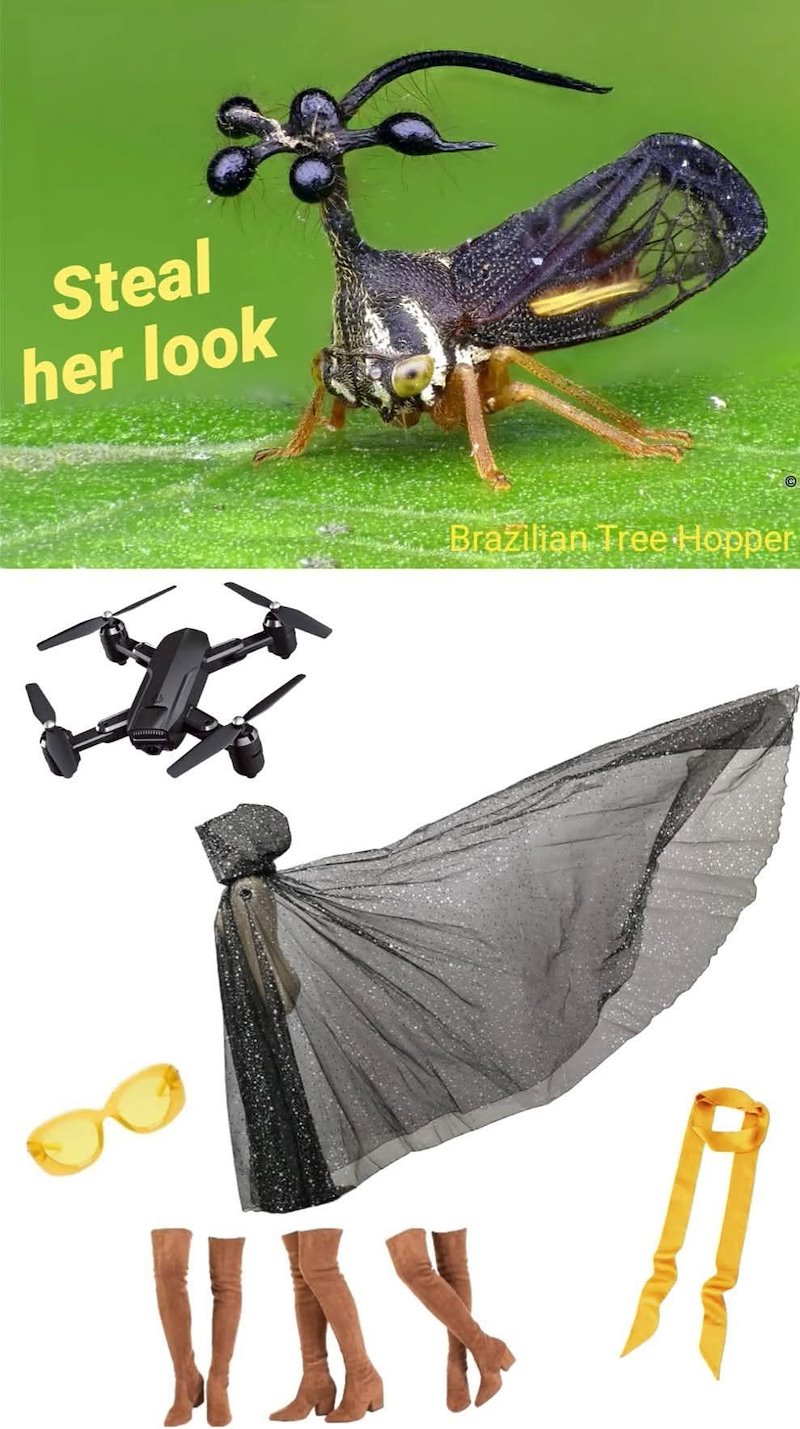 Steal her look W Brazilian Tree Hopper